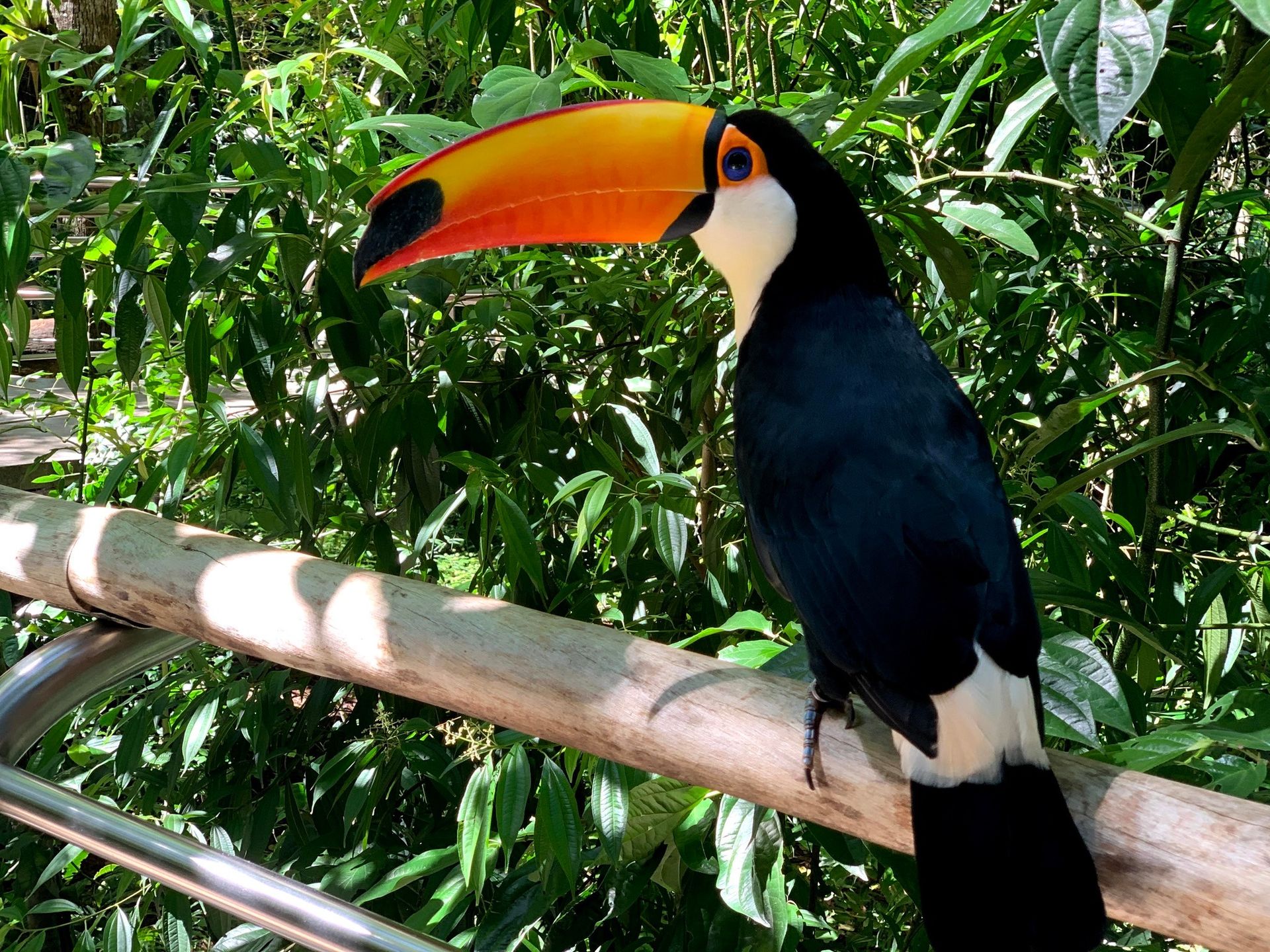 Tucano no Parque das Aves, em Foz do Iguaçu