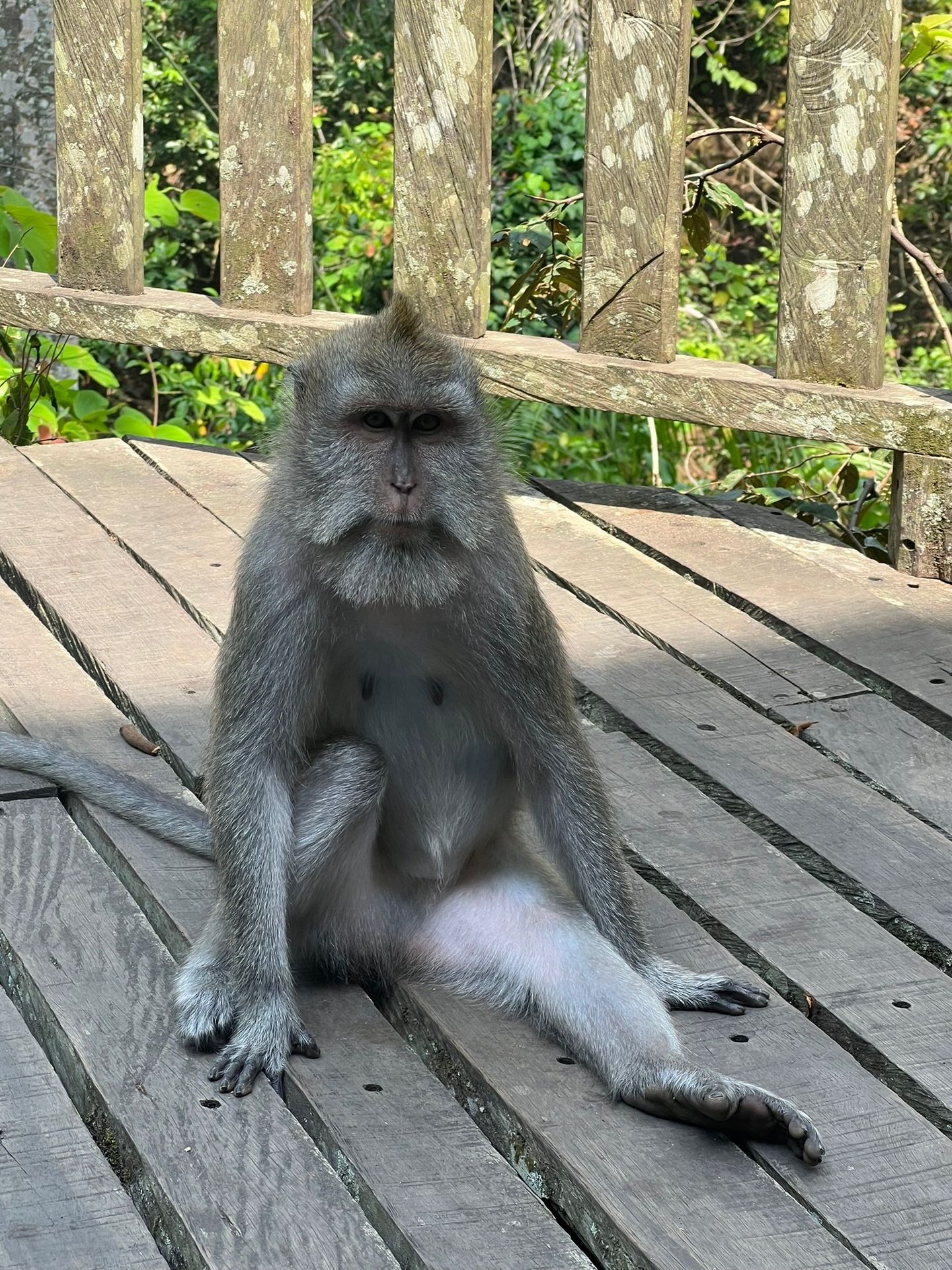 Macaco na Floresta dos Macacos de Ubud, em Bali