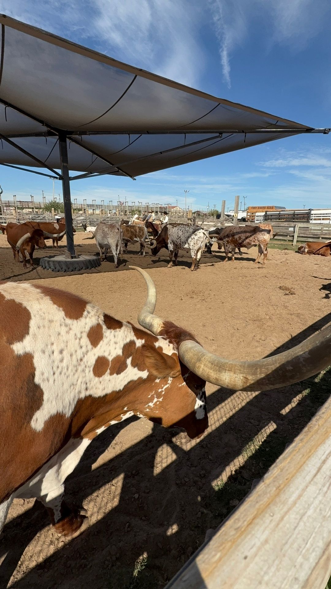Boiada de longhorns no Stockyards Station, em Fort Worth, Texas