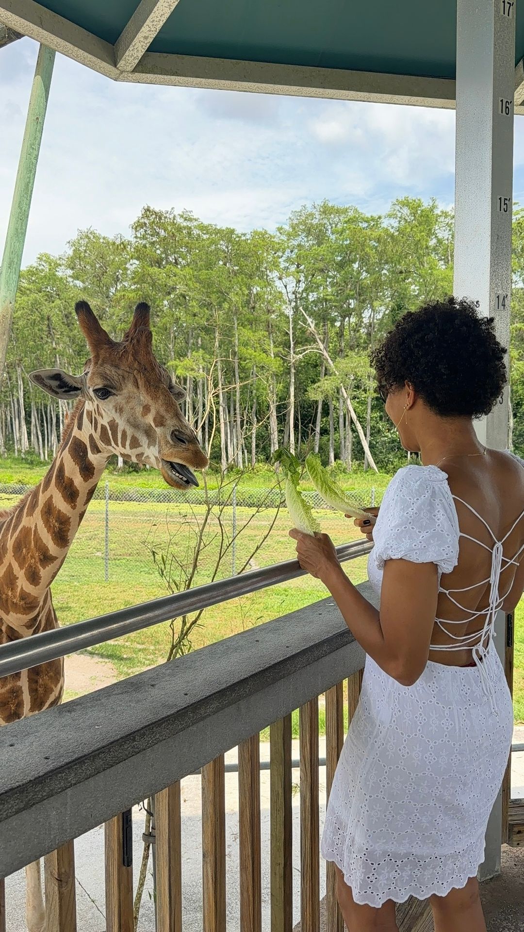 Alimentando girafas no Lion Country Safari