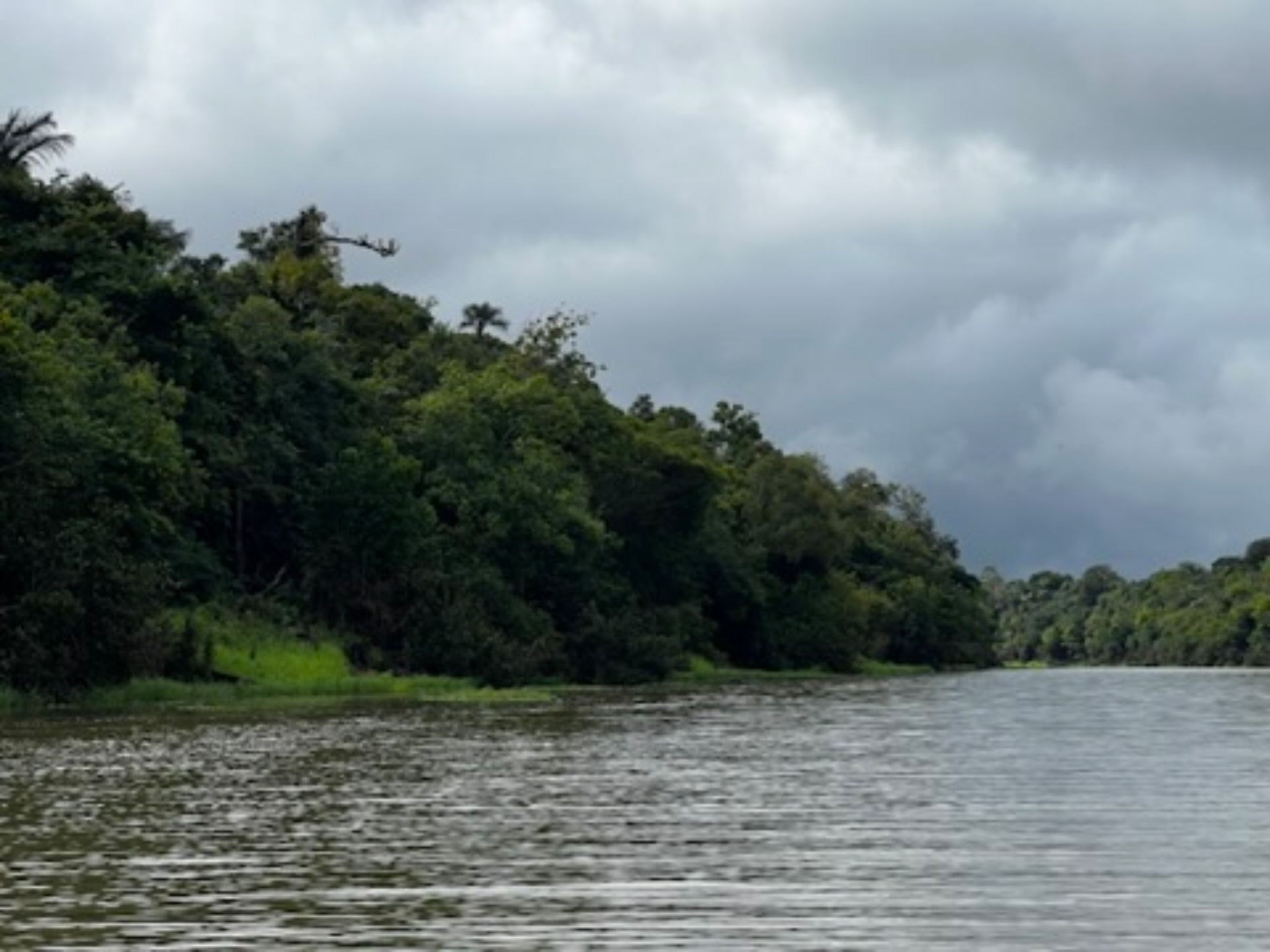Floresta de igapó nas margens do Rio Negro